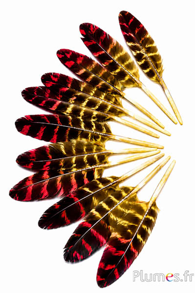 Tacchino - 10-15 cm - giallo-rosso